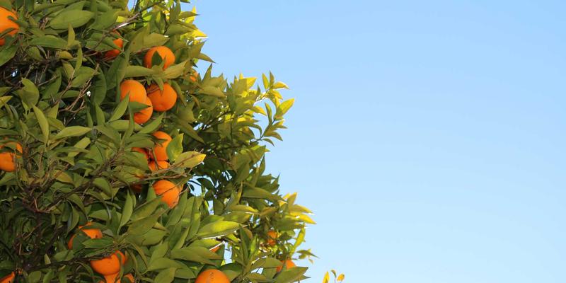 新余明钢材：特种设备制造的基石——起重机与电梯用钢的材料认证与安全规范深度解析